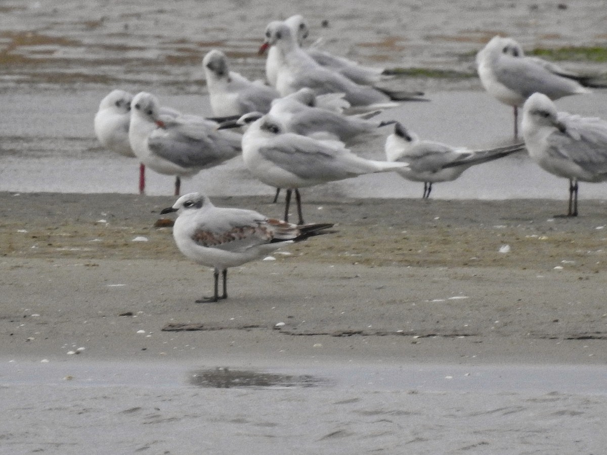 ニシズグロカモメ - ML644264645