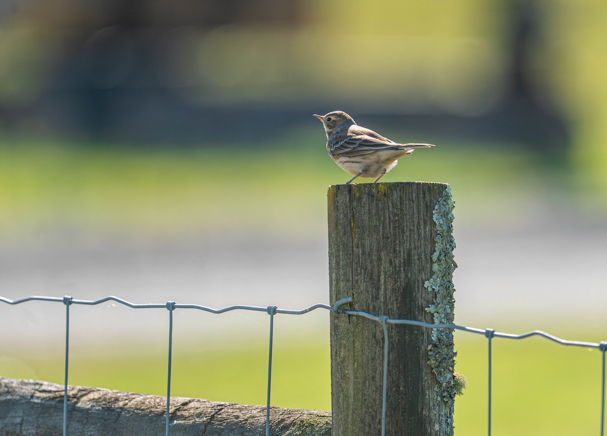 American Pipit - ML644264652