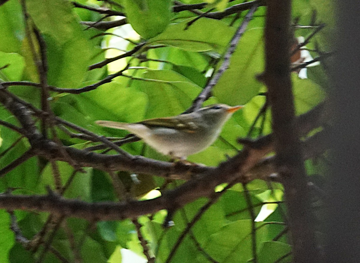 Claudia's Leaf Warbler - ML644264653