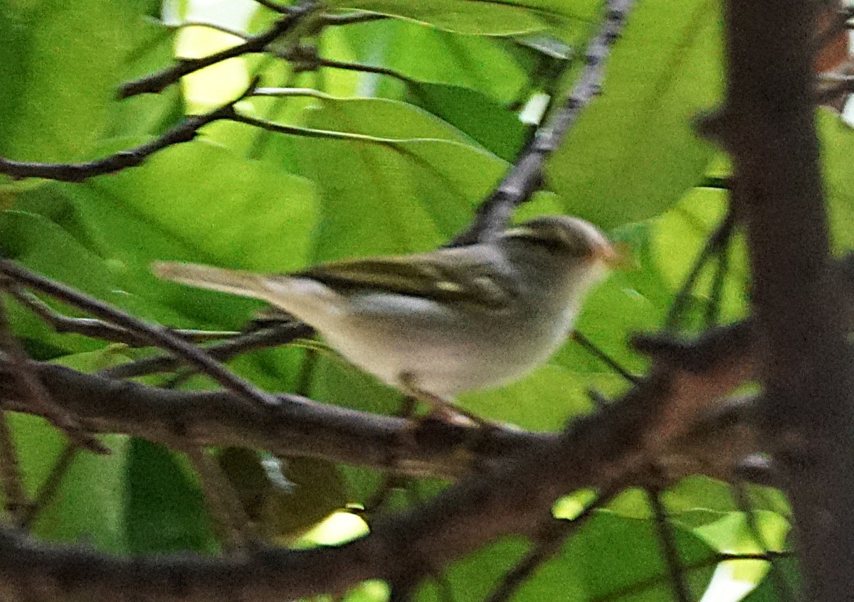 Claudia's Leaf Warbler - ML644264654