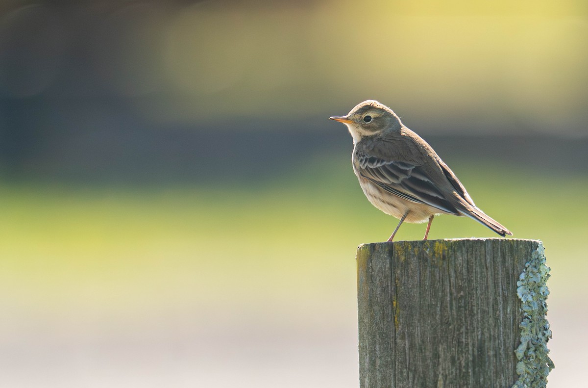 American Pipit - ML644264663