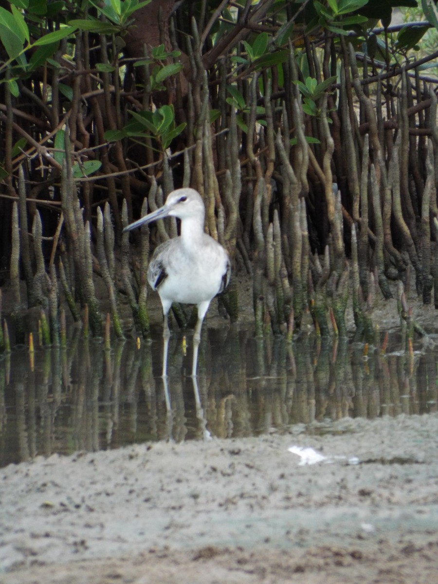 Willet - ML644264664