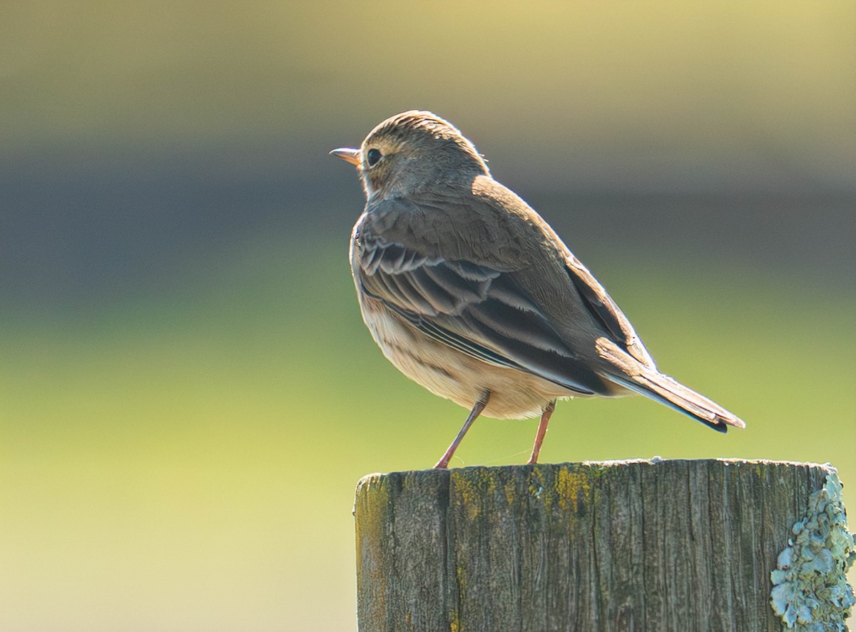 American Pipit - ML644264666