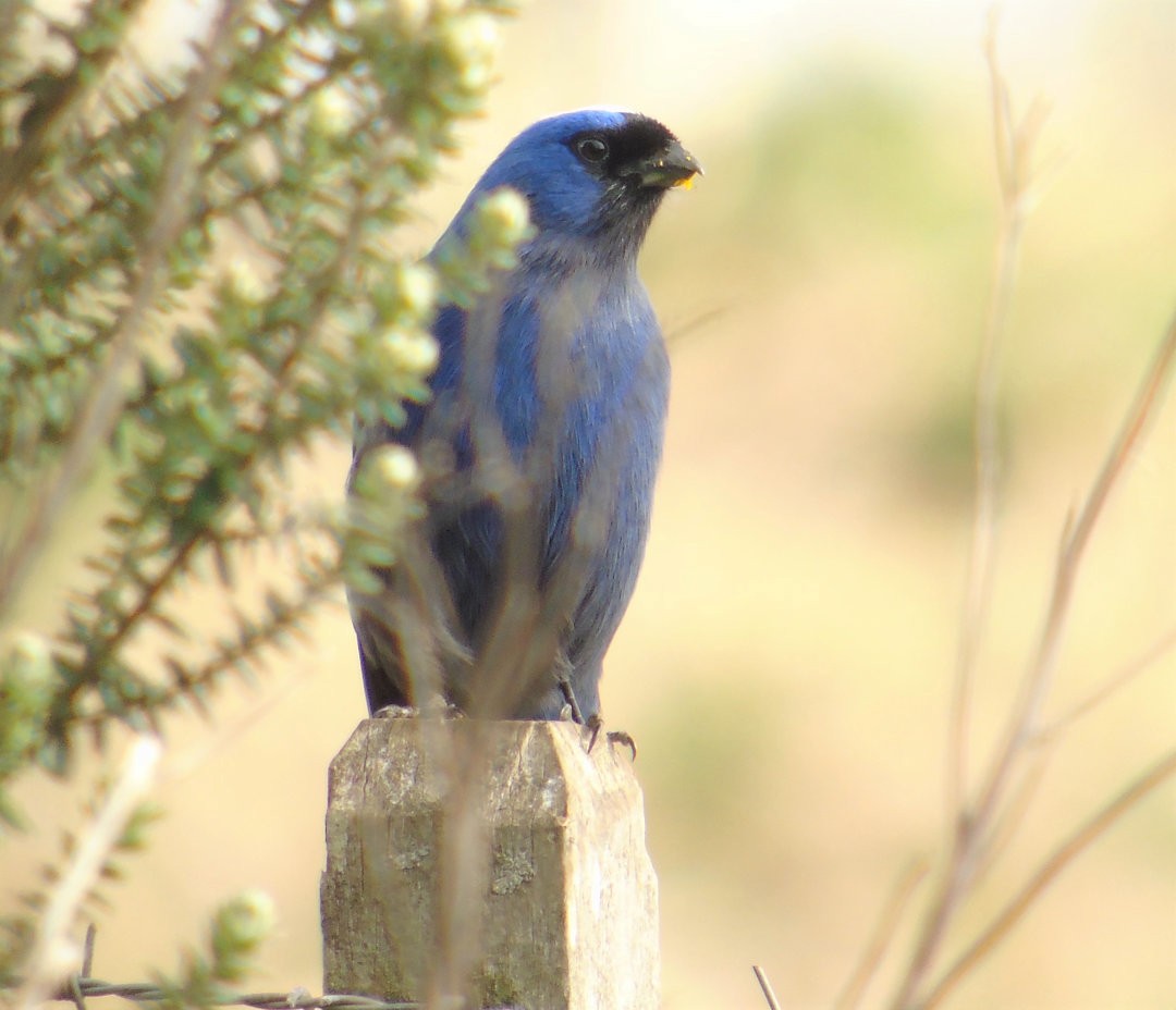 Diademed Tanager - ML644264671