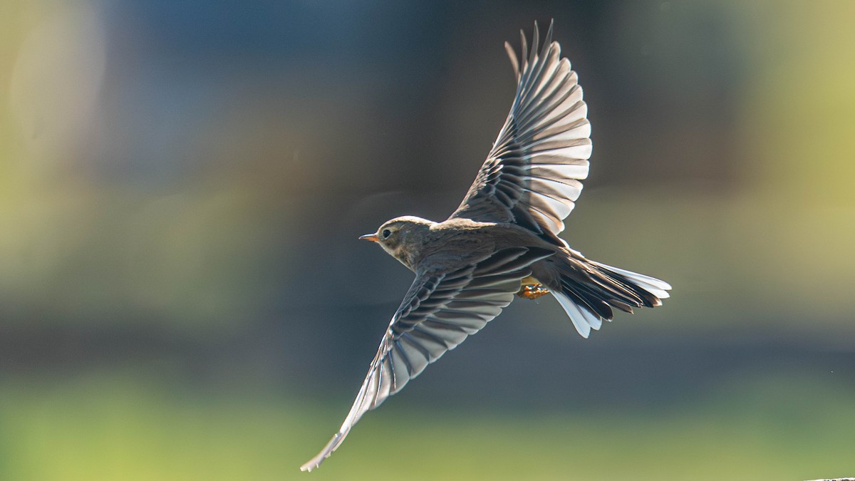 American Pipit - ML644264673