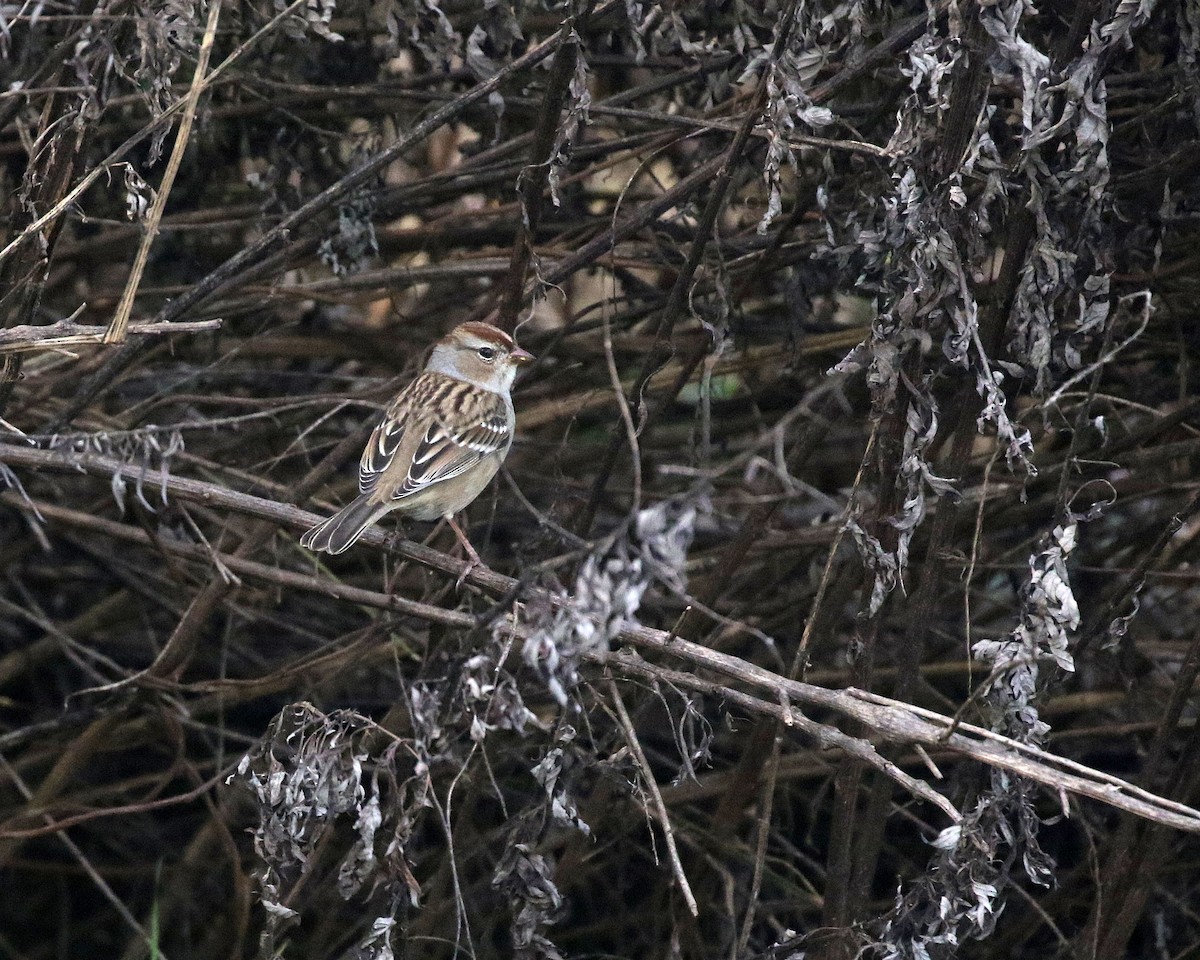 Dachsammer - ML644264675