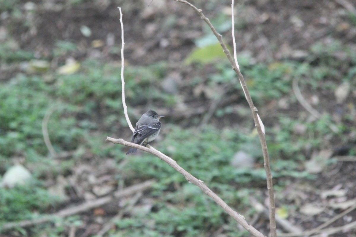 Eastern Wood-Pewee - ML644264676