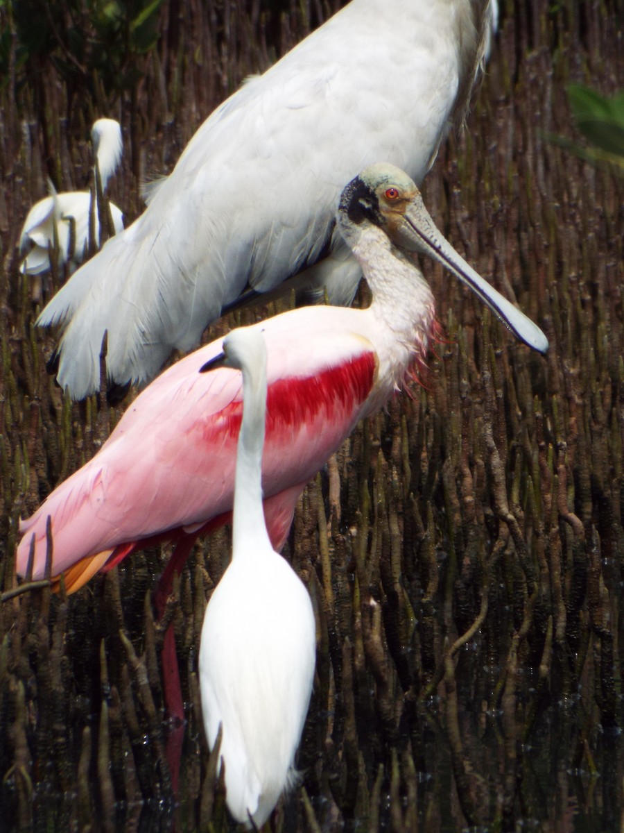 Roseate Spoonbill - ML644264677