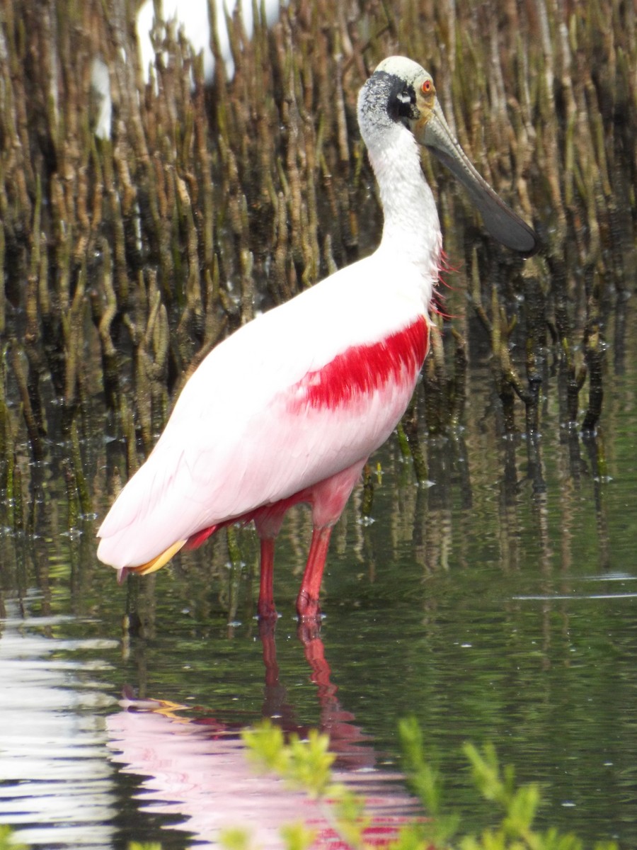 Roseate Spoonbill - ML644264678