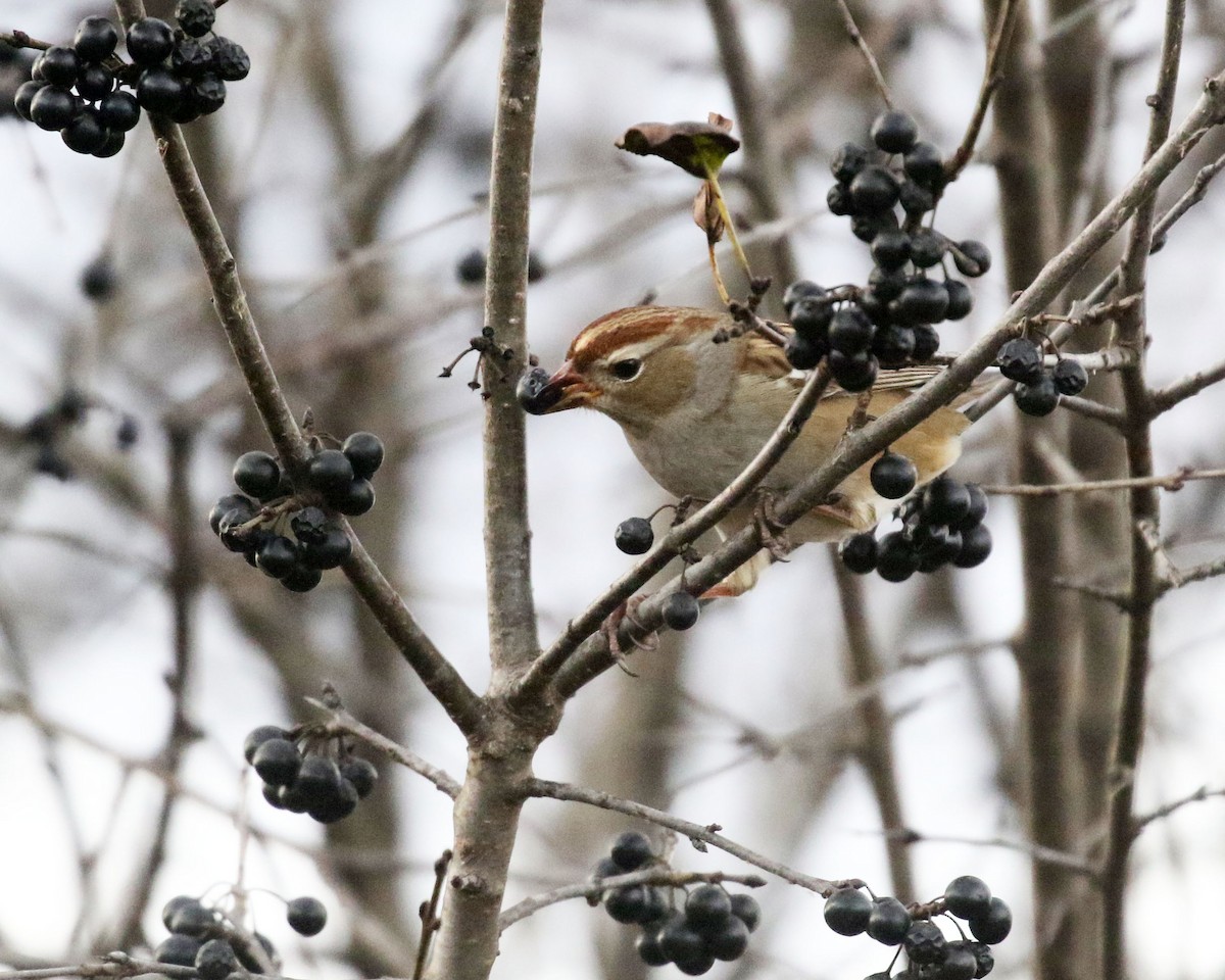 Dachsammer - ML644264679