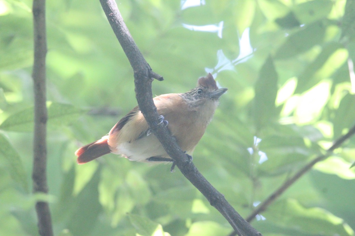 Чернополосый колючник - ML644264682