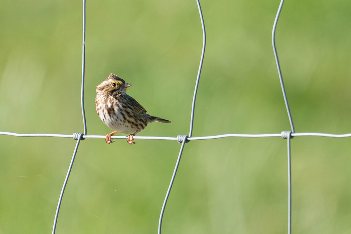 Savannah Sparrow - ML644264684