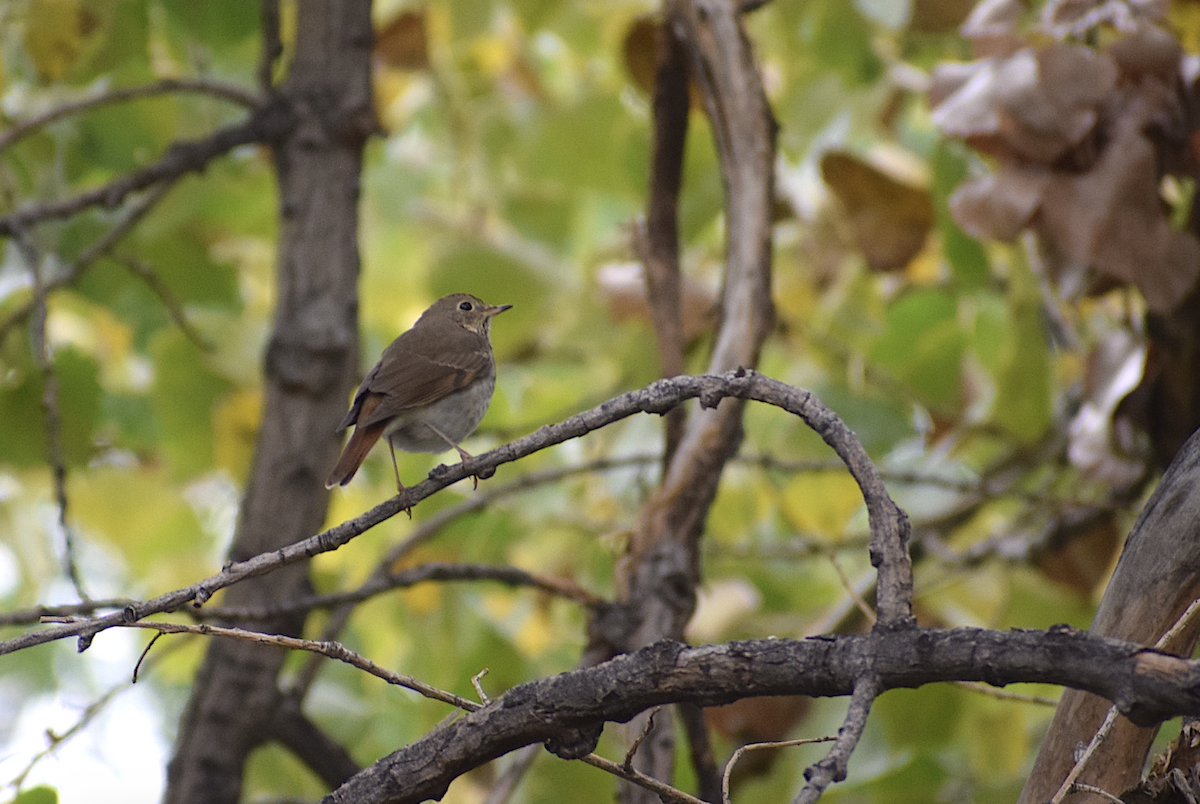Hermit Thrush - ML644264689