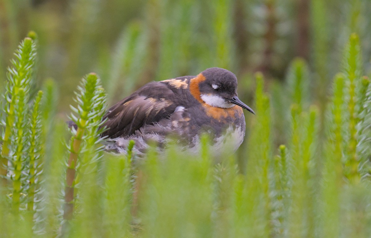 Нарийн сэлээхэй - ML644264690