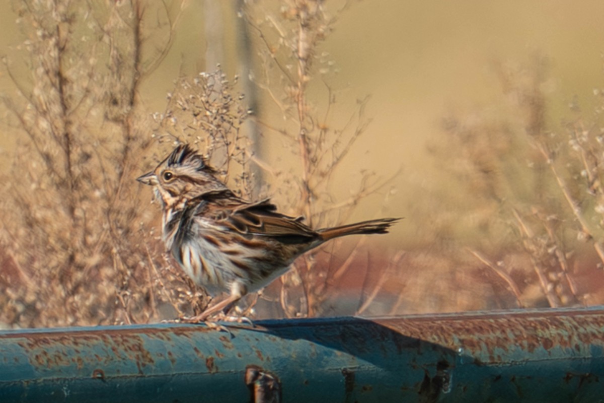 Song Sparrow - ML644264691