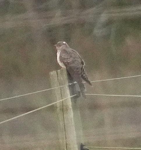 Coucou gris - ML644264709