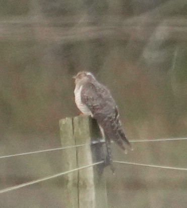 Coucou gris - ML644264710