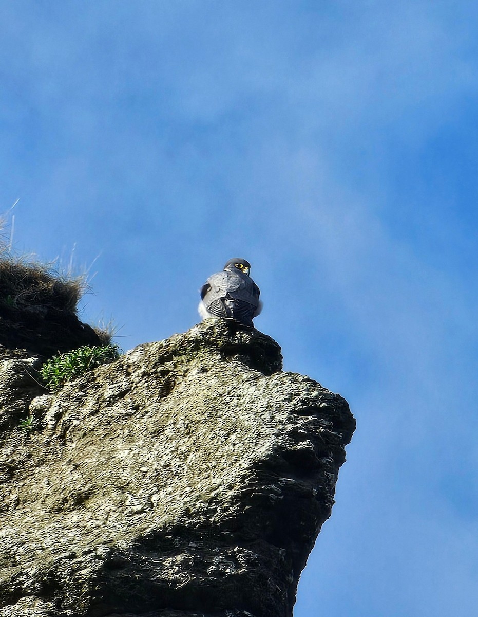 Peregrine Falcon - ML644264715