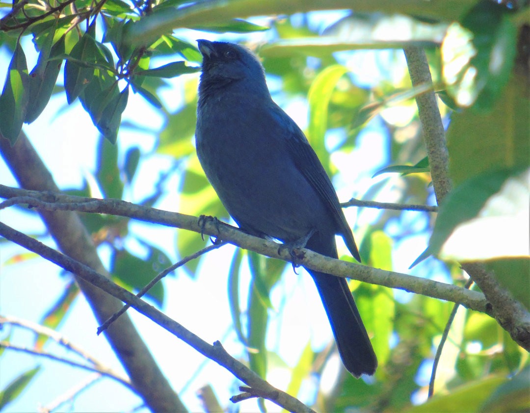 Diademed Tanager - ML644264716