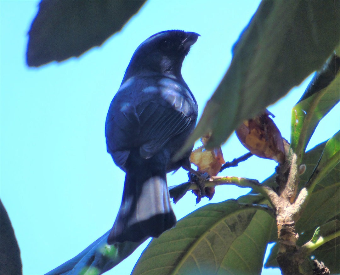 Diademed Tanager - ML644264732