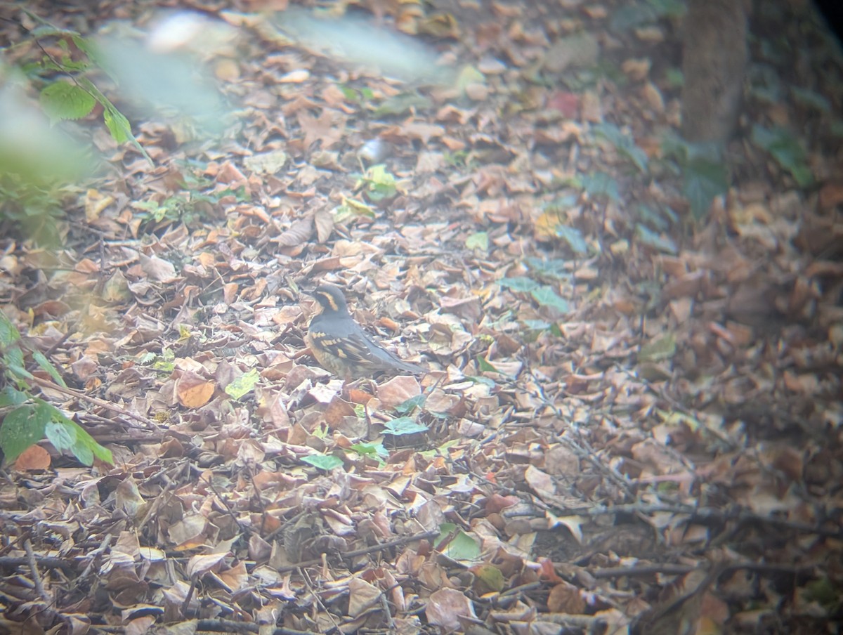 drozd pruhokřídlý - ML644264748