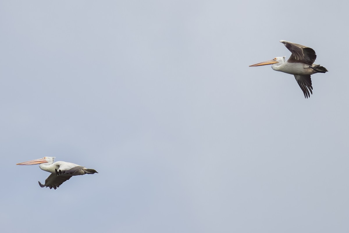 flekknebbpelikan - ML644264749