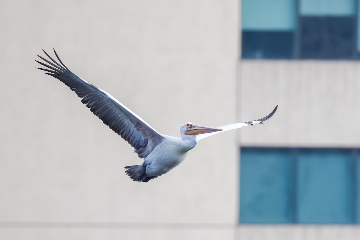 Graupelikan - ML644264750