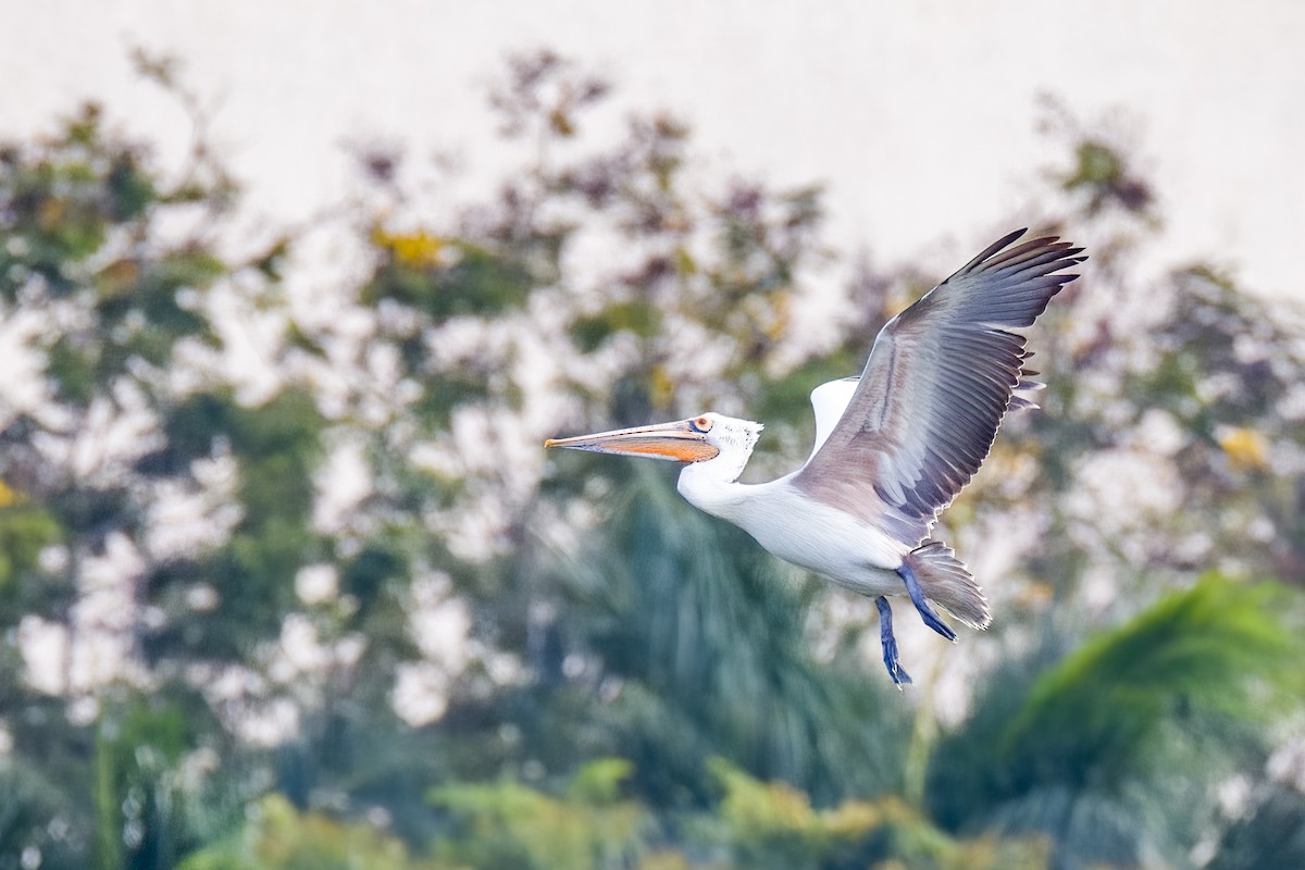 flekknebbpelikan - ML644264751