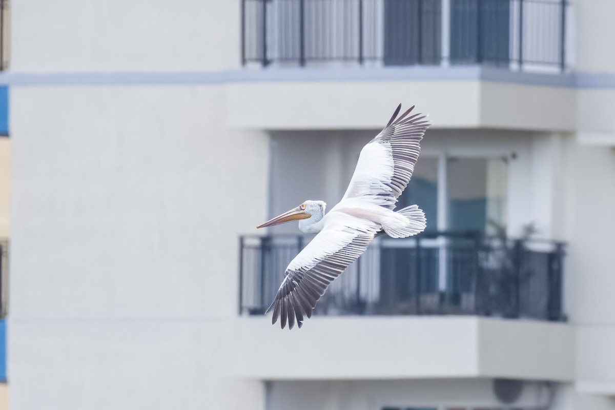 Graupelikan - ML644264752