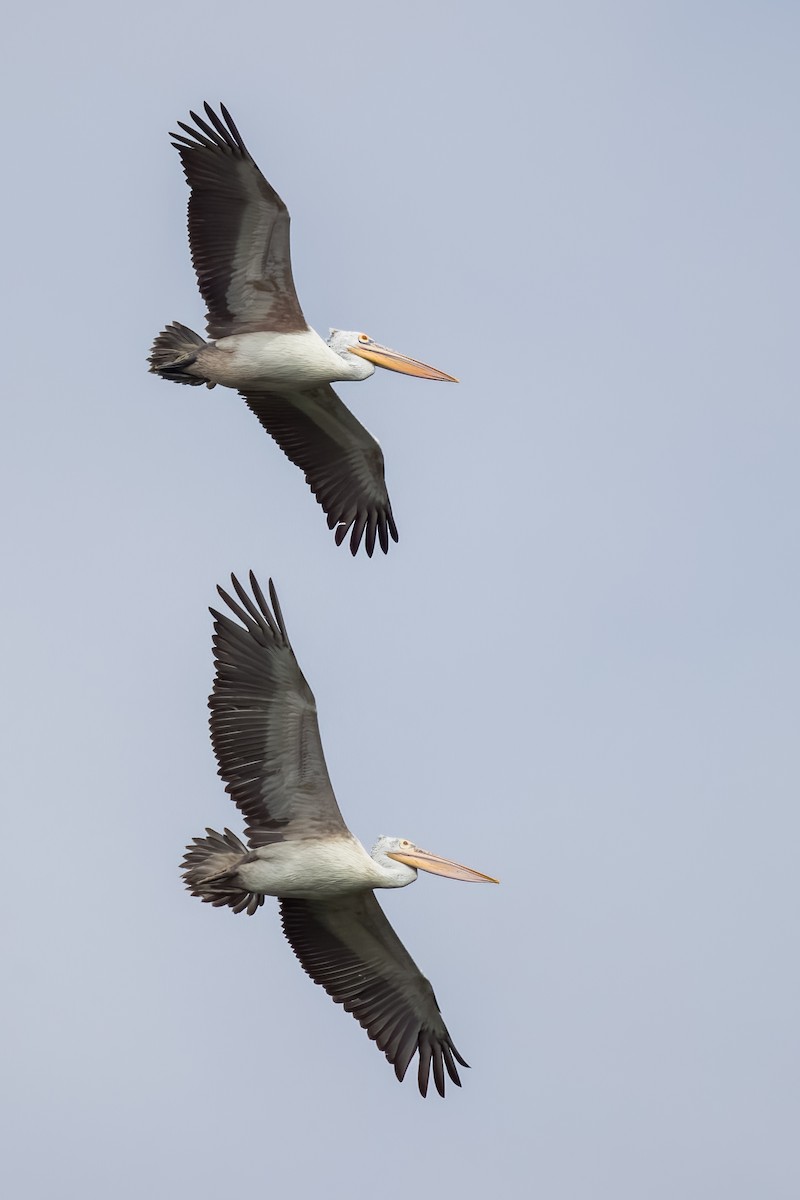 flekknebbpelikan - ML644264753