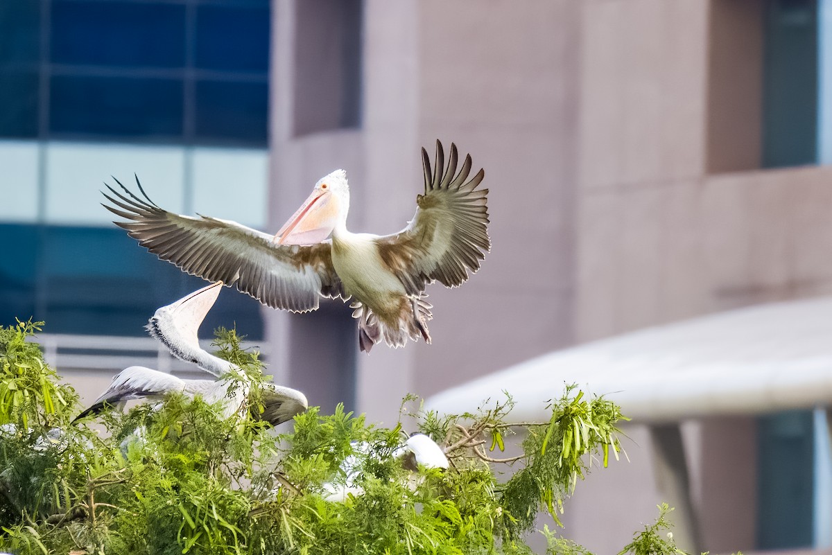 flekknebbpelikan - ML644264754