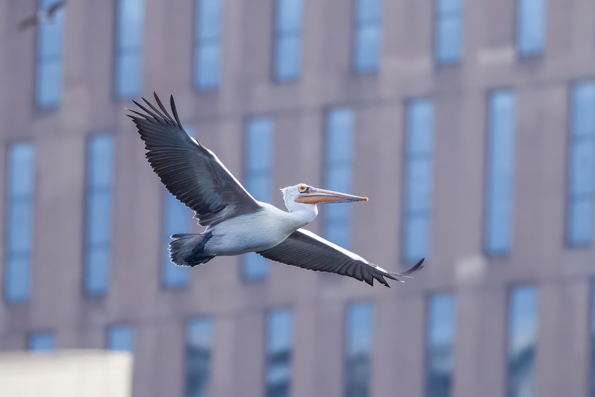 flekknebbpelikan - ML644264755