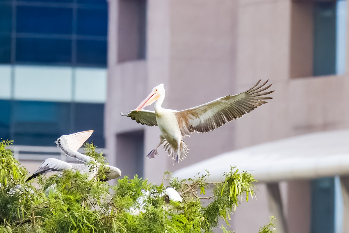 flekknebbpelikan - ML644264756