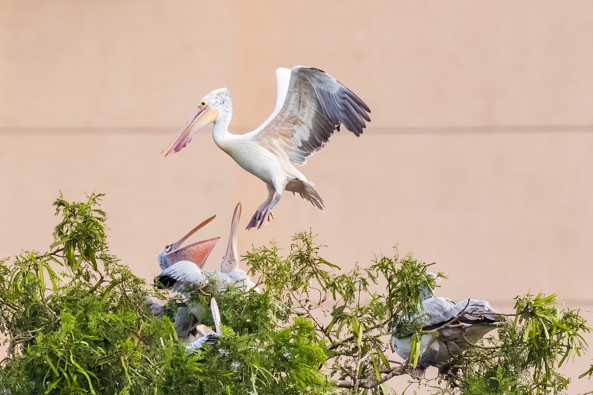 flekknebbpelikan - ML644264757