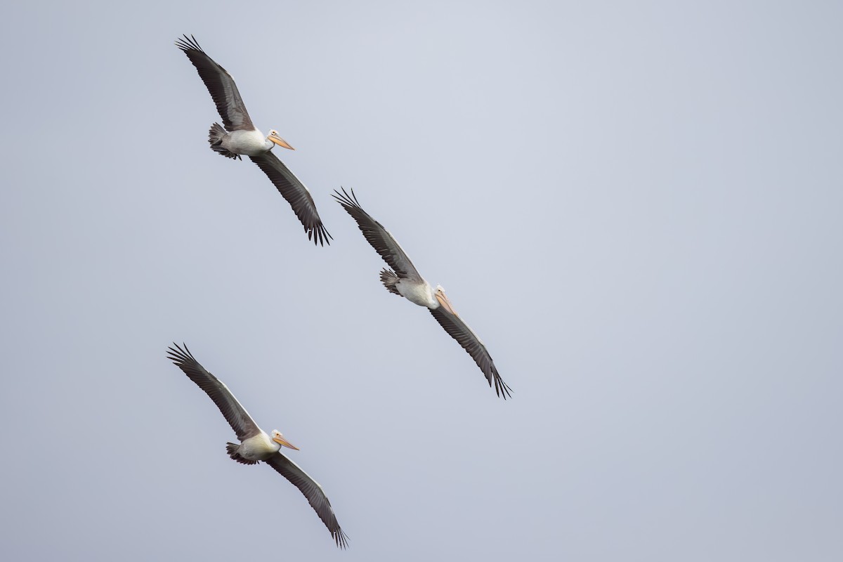 flekknebbpelikan - ML644264758