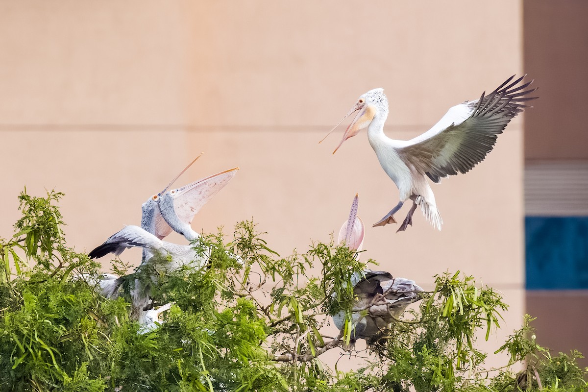 flekknebbpelikan - ML644264759