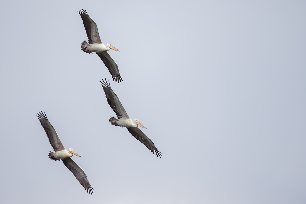 flekknebbpelikan - ML644264760