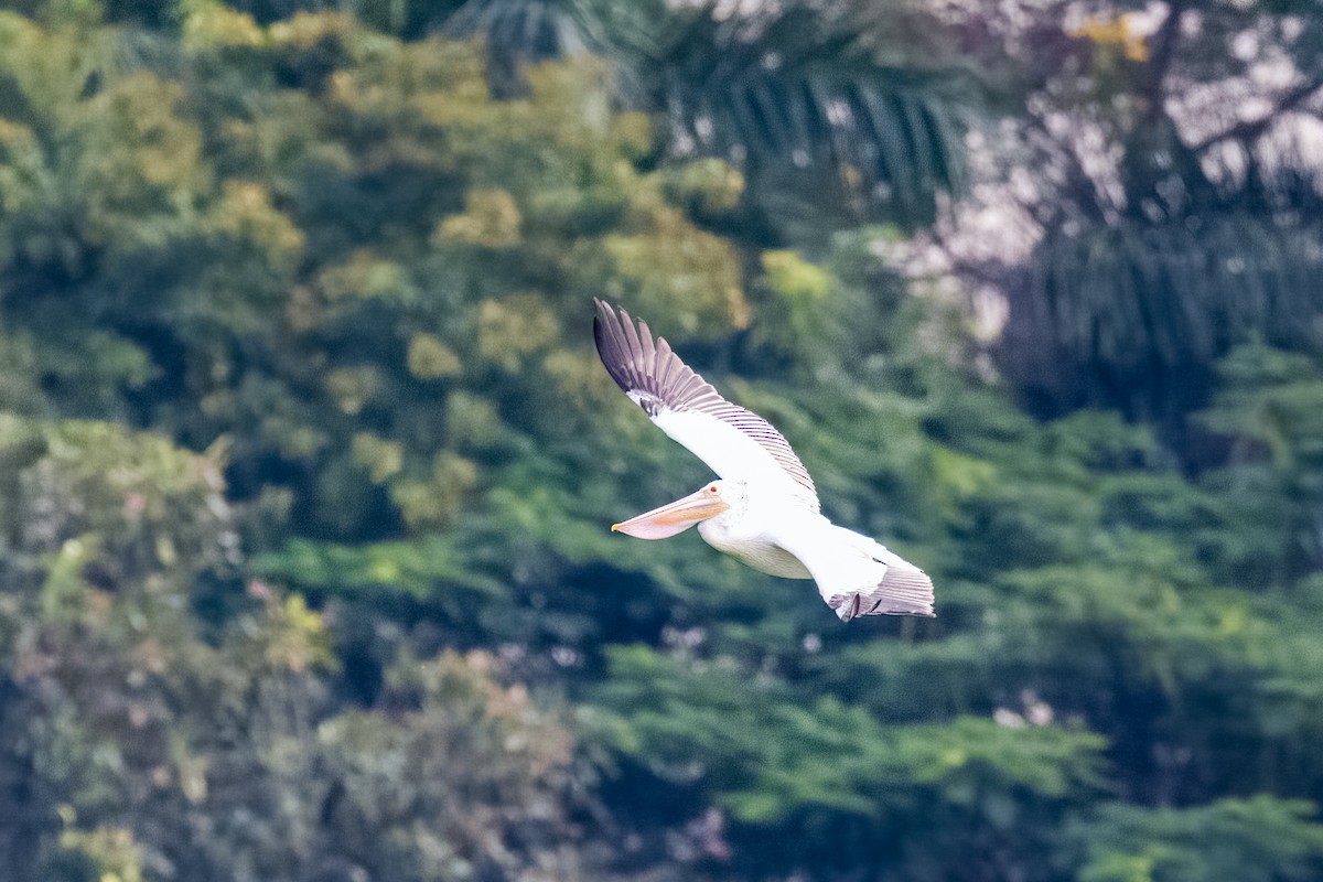 flekknebbpelikan - ML644264761