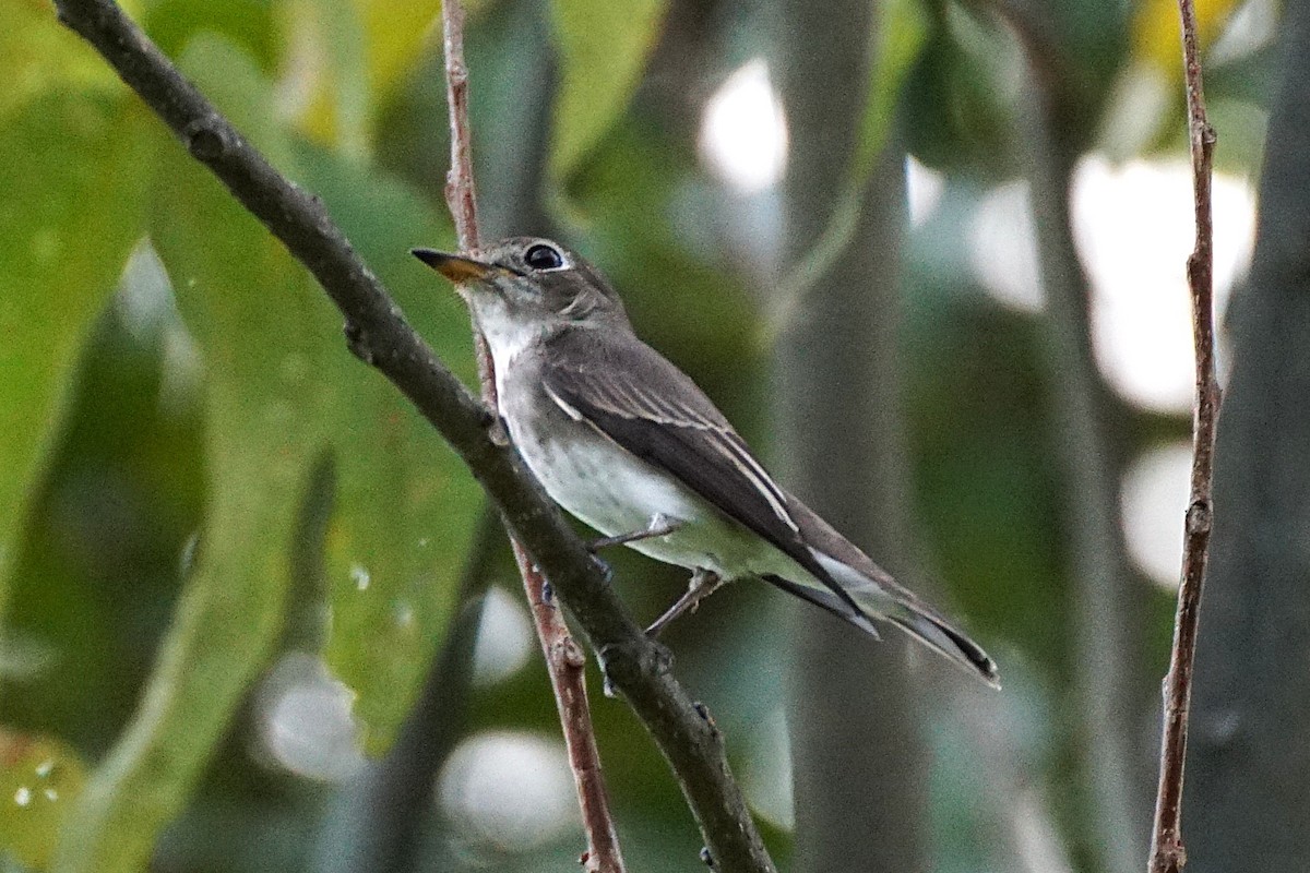 gråflankefluesnapper - ML644264762