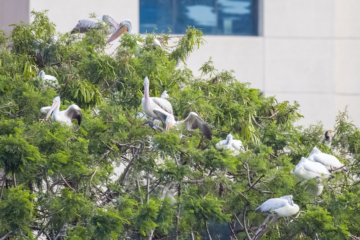 flekknebbpelikan - ML644264763