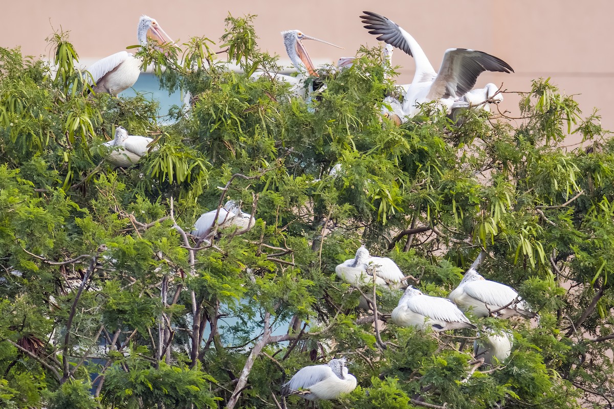 flekknebbpelikan - ML644264764