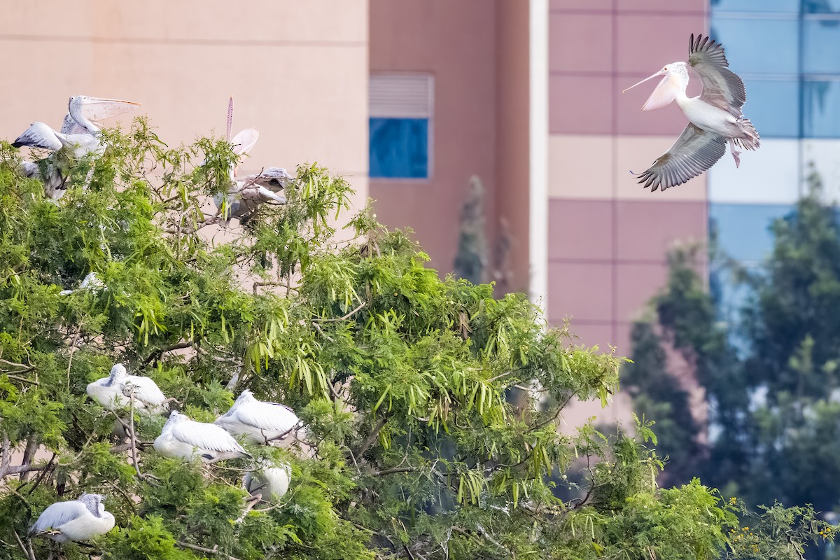 flekknebbpelikan - ML644264765