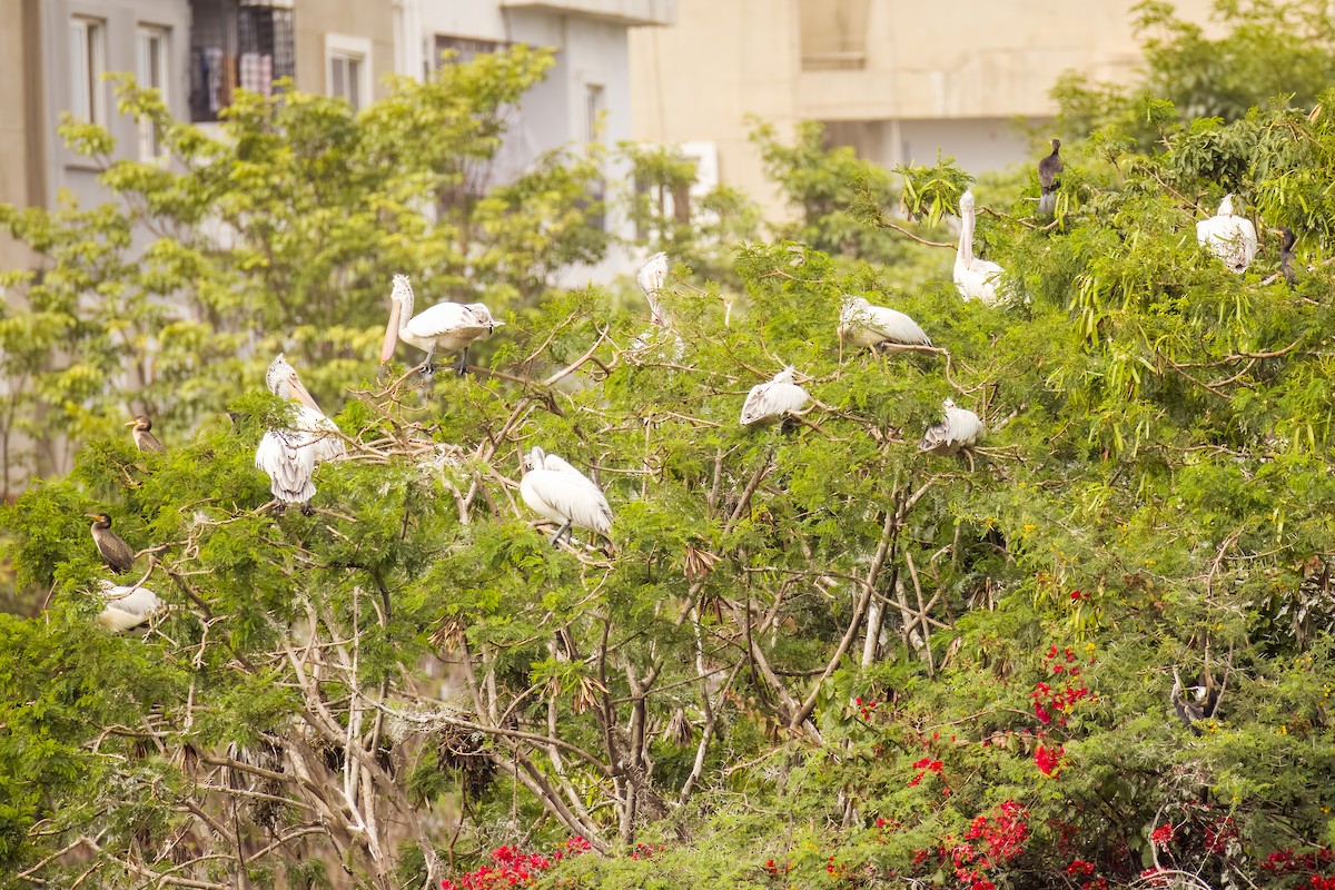 flekknebbpelikan - ML644264766