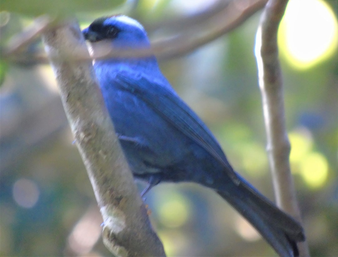 Diademed Tanager - ML644264767