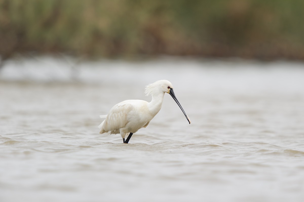 skjestork - ML644264768