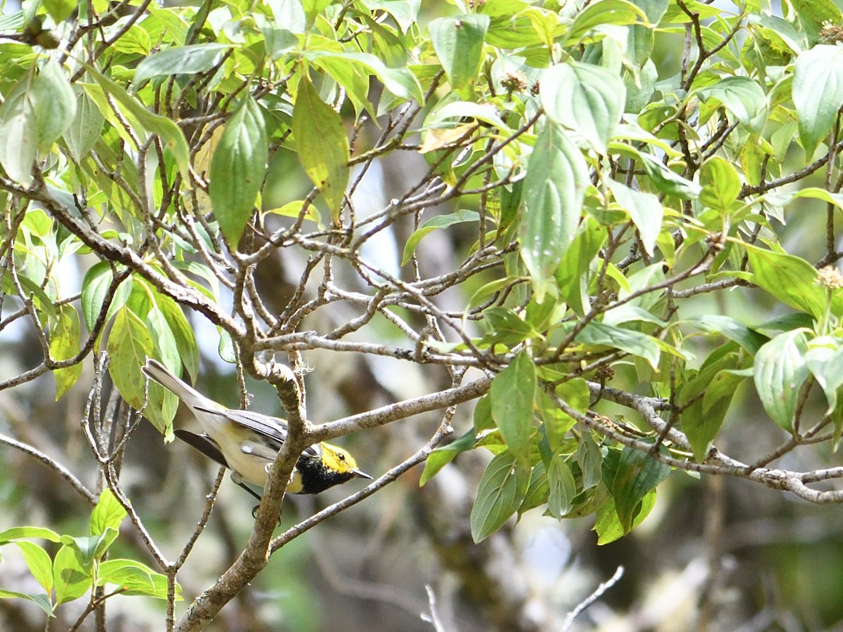 grønnparula - ML644264771