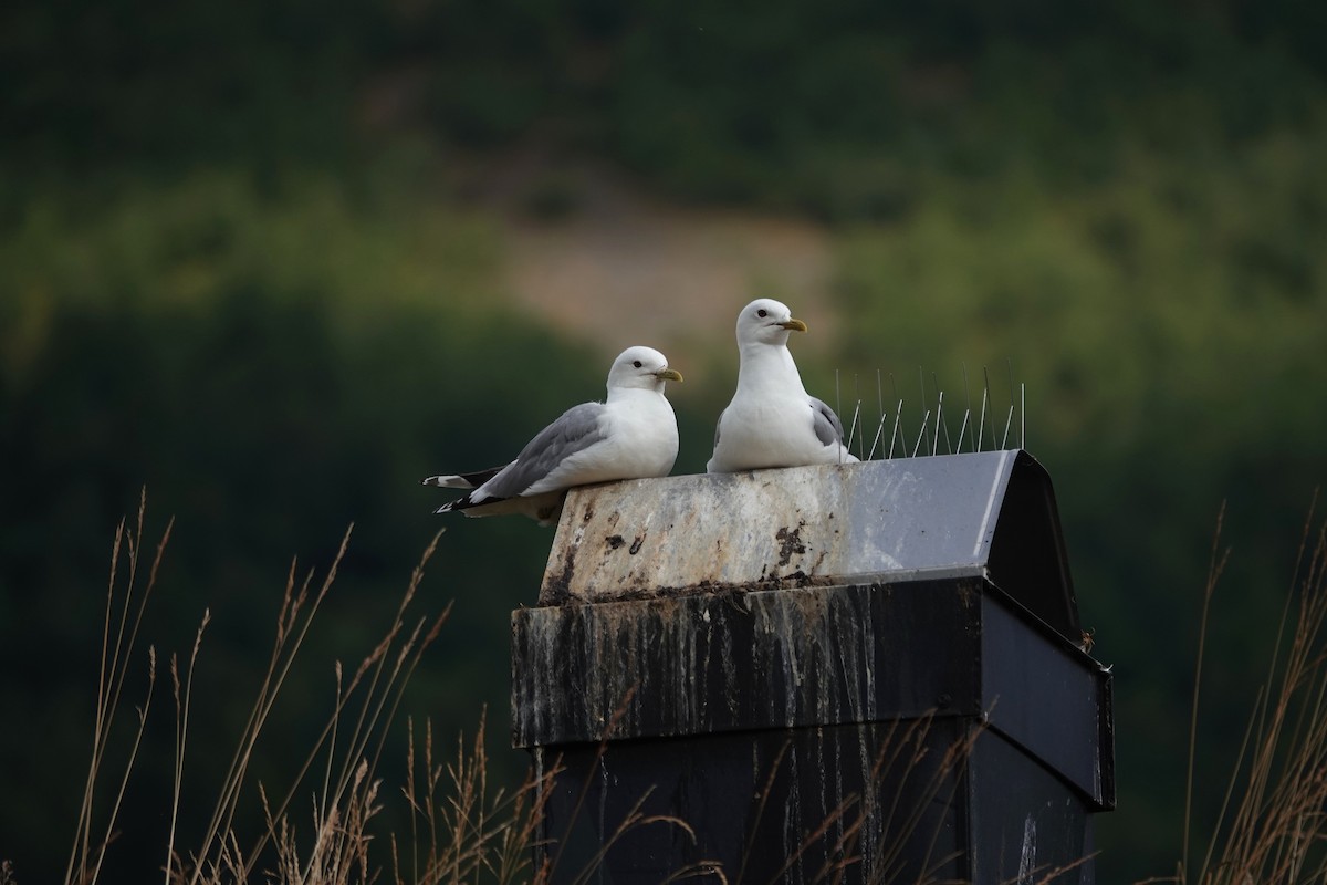 fiskemåke - ML644264772