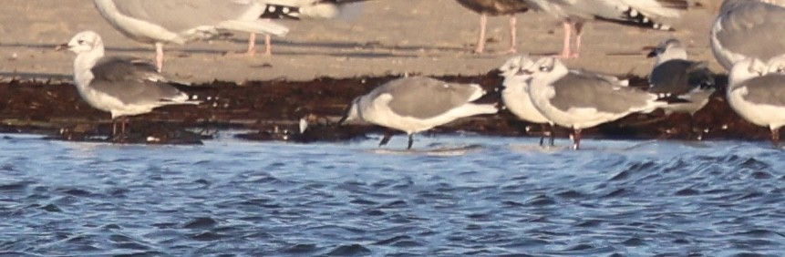 Ацтекская чайка - ML644264774