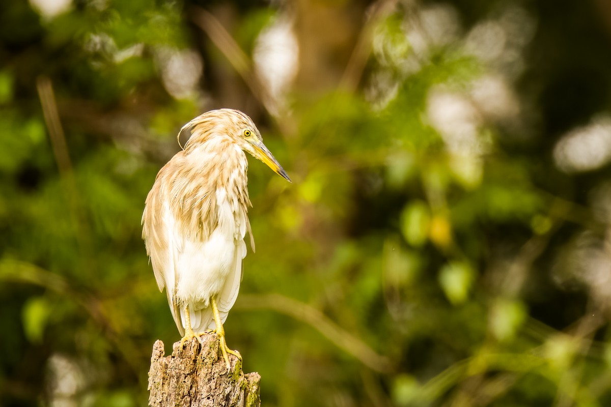 mangrovehegre - ML644264775