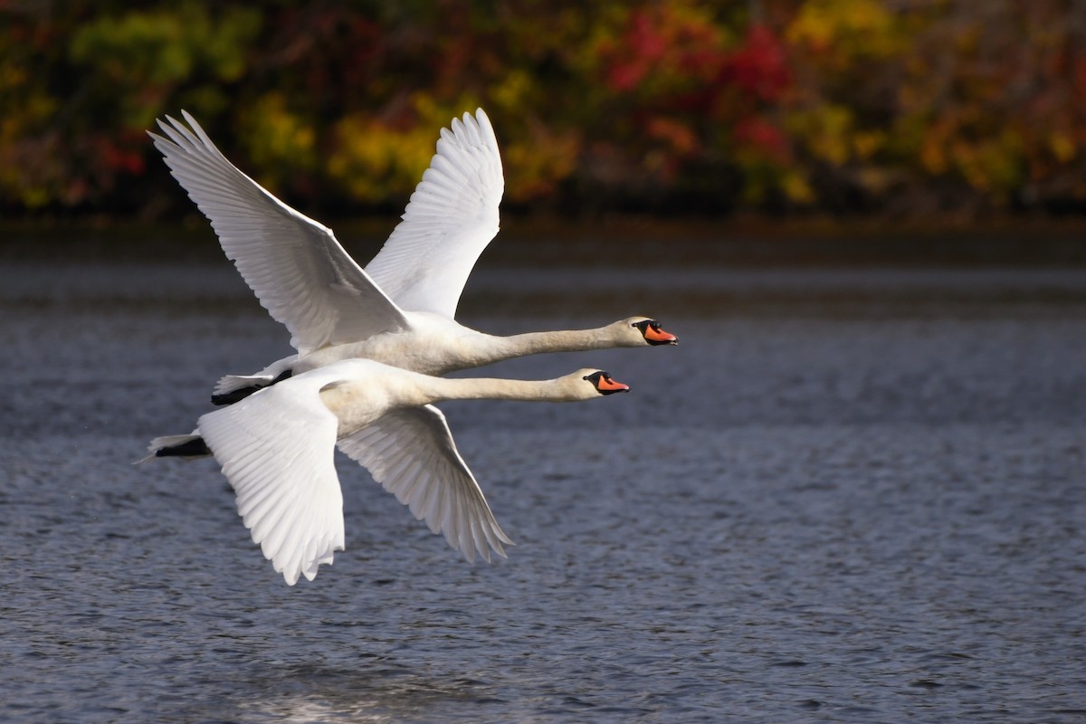 Mute Swan - ML644264776